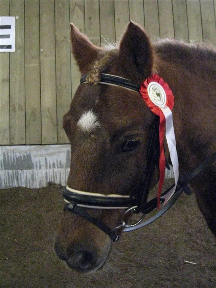 Dartmoor Sille<3 (i himlen) - Søde Sille. billede 10