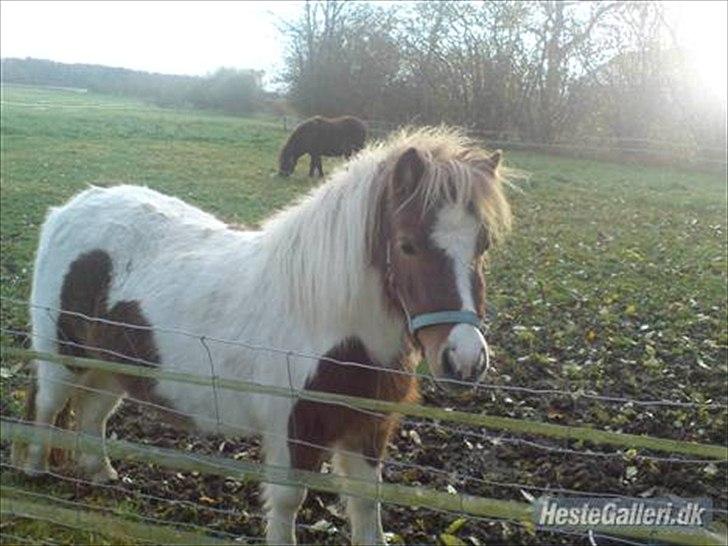 Shetlænder Chessy =]<33 - Da hun var 2 år.<3 billede 2