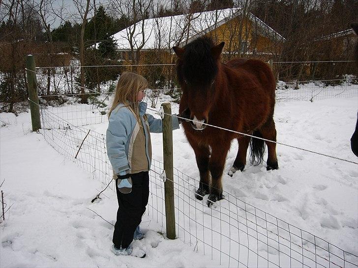 Islænder Djarfur - Hvores rejse har varet i lang tid, lad den endelig vare længere <3 billede 4