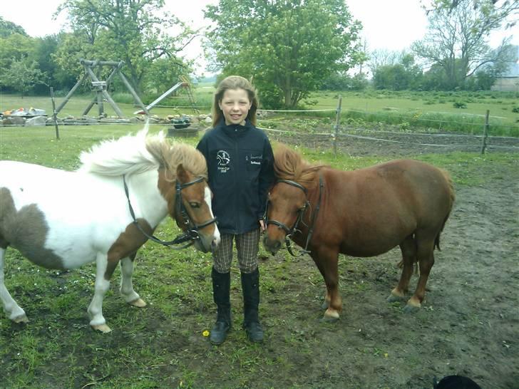 Shetlænder Chessy =]<33 - Mig, quan og ches! billede 3