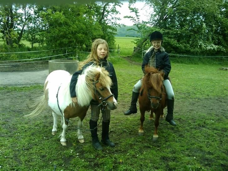 Shetlænder Chessy =]<33 - Ches og mig. Quan og min søs! billede 5