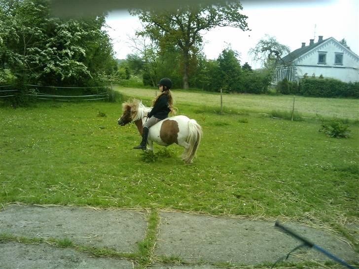 Shetlænder Chessy =]<33 - Chessy og Mig ! <333 billede 6