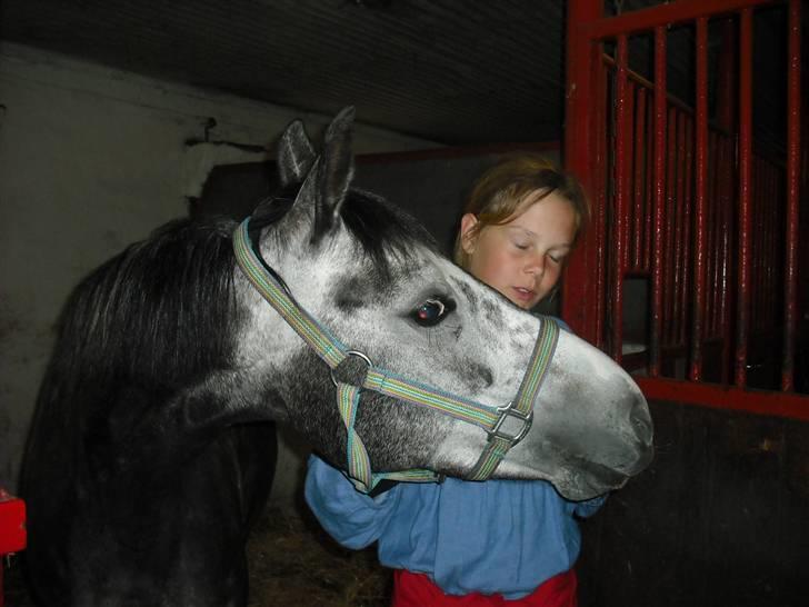 Welsh Cob (sec D) Misty (solgt) - Der er thilde! Og en der tager billede..... billede 10