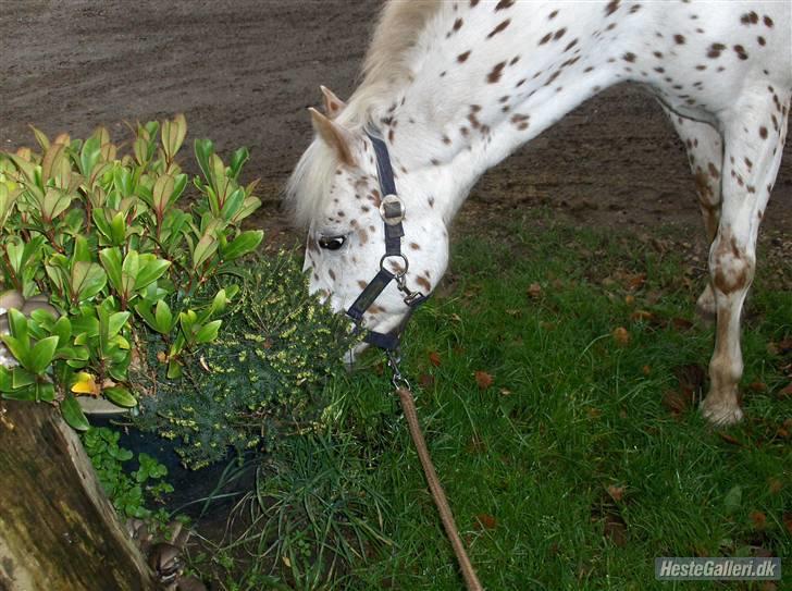 Knabstrupper pippi lotta gammle part billede 2