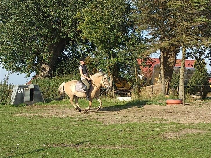 Fjordhest Tilde - hop hop over i galop ..  billede 10