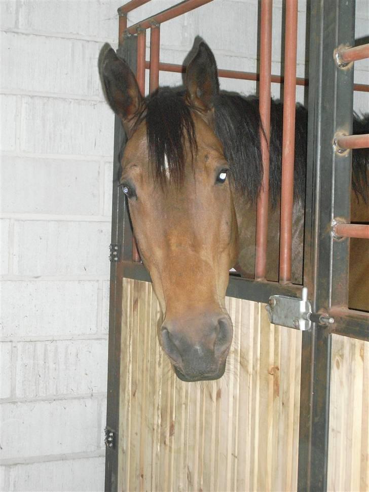 Oldenborg Sako billede 6