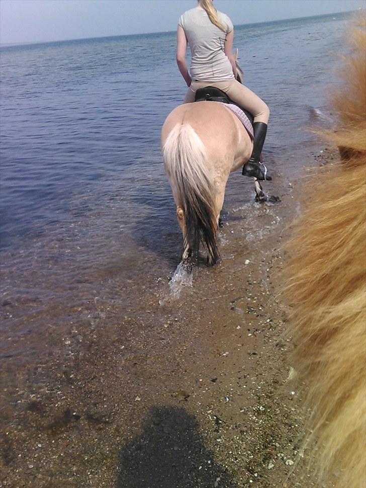 Fjordhest Tilde - på stranden med Nico og Dalle. Tilde pjasker med vand billede 11