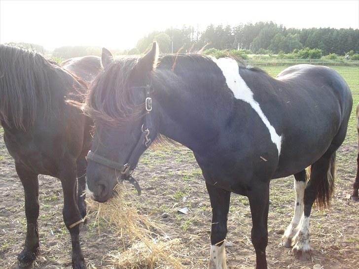 Barockpinto Annabell "Abel" billede 12