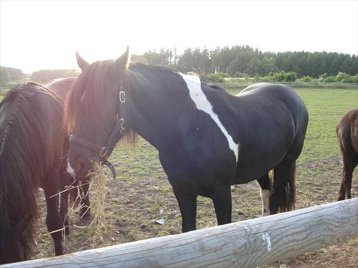 Barockpinto Annabell "Abel" billede 13