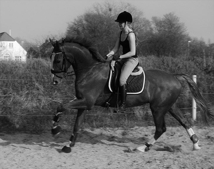 Hollandsk Varmblod Celtic Bü "solgt" - d. 21-04-2011 Celtic udenfor for anden gang i en dejlig galop :) billede 2