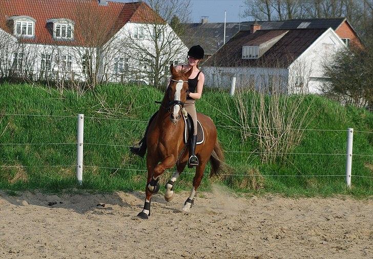 Hollandsk Varmblod Celtic Bü "solgt" - d. 21-04-2011 Celtic udenfor for anden gang og puh det er svært at sidde på en hest med stor gang som puster sig endnu mere op når der er farlige katte i græsset :o) billede 4