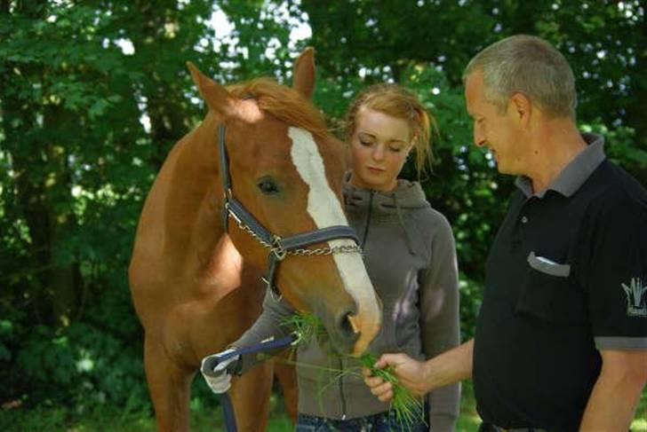 Hollandsk Varmblod Celtic Bü "solgt" - Da han lige var ankommet hjemme hos mig foto: Dea Haunstoft billede 5