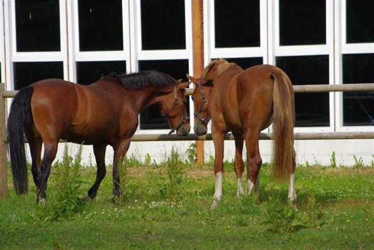 Hollandsk Varmblod Celtic Bü "solgt" - foto: Dea Haunstoft lige da jeg havde fået ham hjem. billede 6