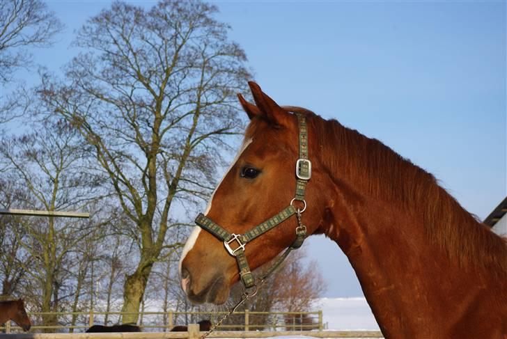 Hollandsk Varmblod Celtic Bü "solgt" - foto: Dea Haunstoft - d. 30/1 2010 billede 7