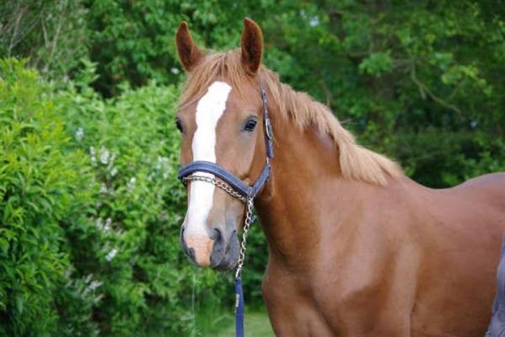 Hollandsk Varmblod Celtic Bü "solgt" - foto: Dea Haunstoft lige da jeg havde fået ham hjem. billede 8
