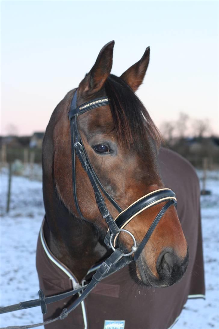 Anden særlig race Khanyze - velkommen til Khanyze´s profil :D billede 1