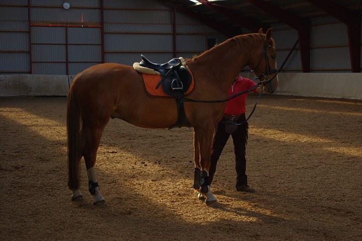 Hollandsk Varmblod Celtic Bü "solgt" - Celtic og min underviser Ove som var der til første gang jeg lagde på ham :) billede 9