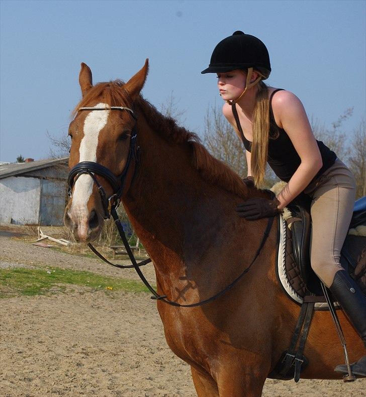 Hollandsk Varmblod Celtic Bü "solgt" - d. 21-04-2011 min egen lille dreng <3 billede 11