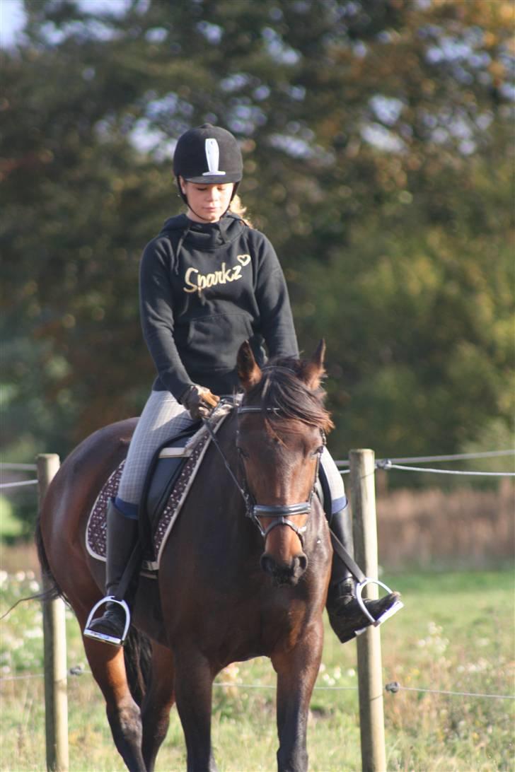 Anden særlig race Khanyze - dressur (; billede 2