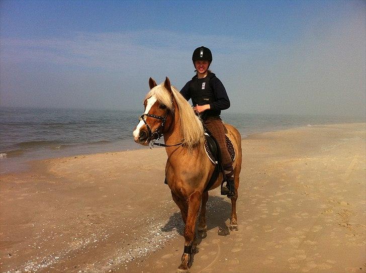 Haflinger Payana  - på stranden billede 12