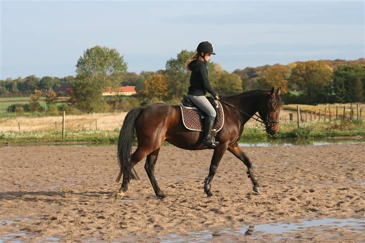 Anden særlig race Khanyze - dressur (; billede 3