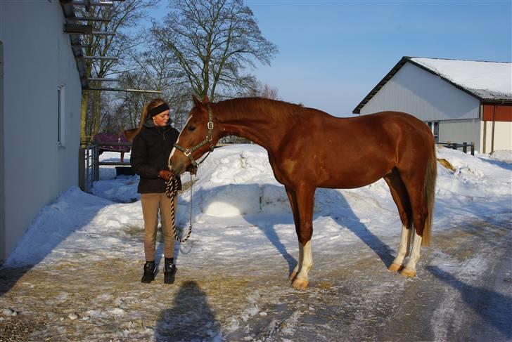 Hollandsk Varmblod Celtic Bü "solgt" - foto: Dea Haunstoft - d. 30/1 2010 billede 12