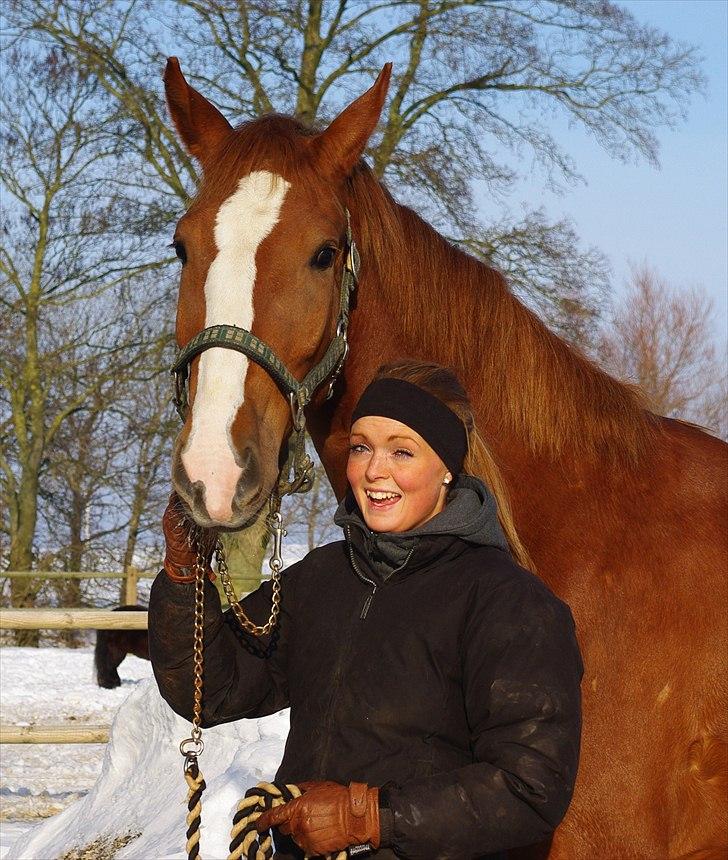 Hollandsk Varmblod Celtic Bü "solgt" - foto: Dea Haunstoft - d. 30/1 2010 billede 13