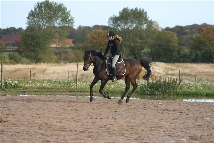 Anden særlig race Khanyze - dressur (; ikke et ben på jorden (: billede 4