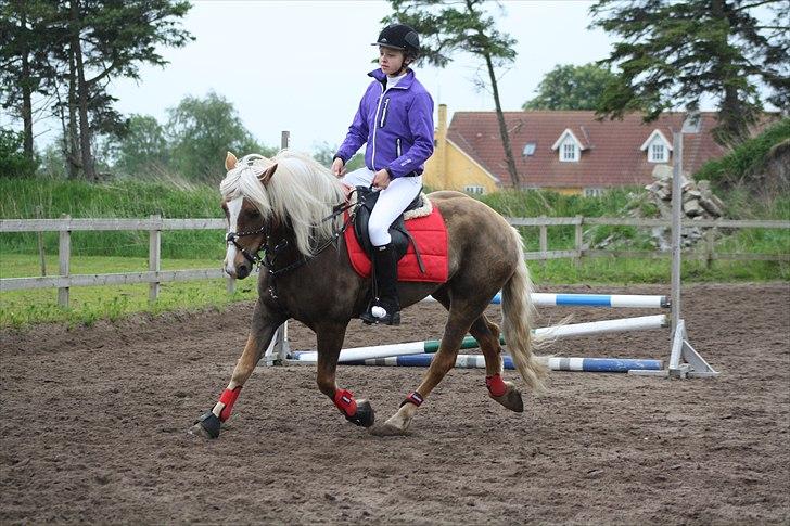 Haflinger Payana  - Varmer op til LC i nejst;-D <33 Foto: Mette <3 billede 13