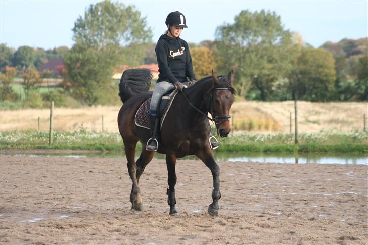 Anden særlig race Khanyze - øning billede 5