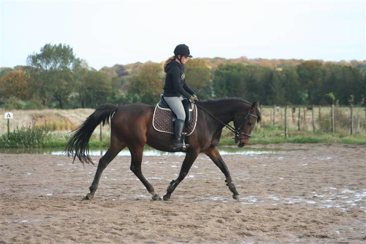 Anden særlig race Khanyze - dressur (; billede 6