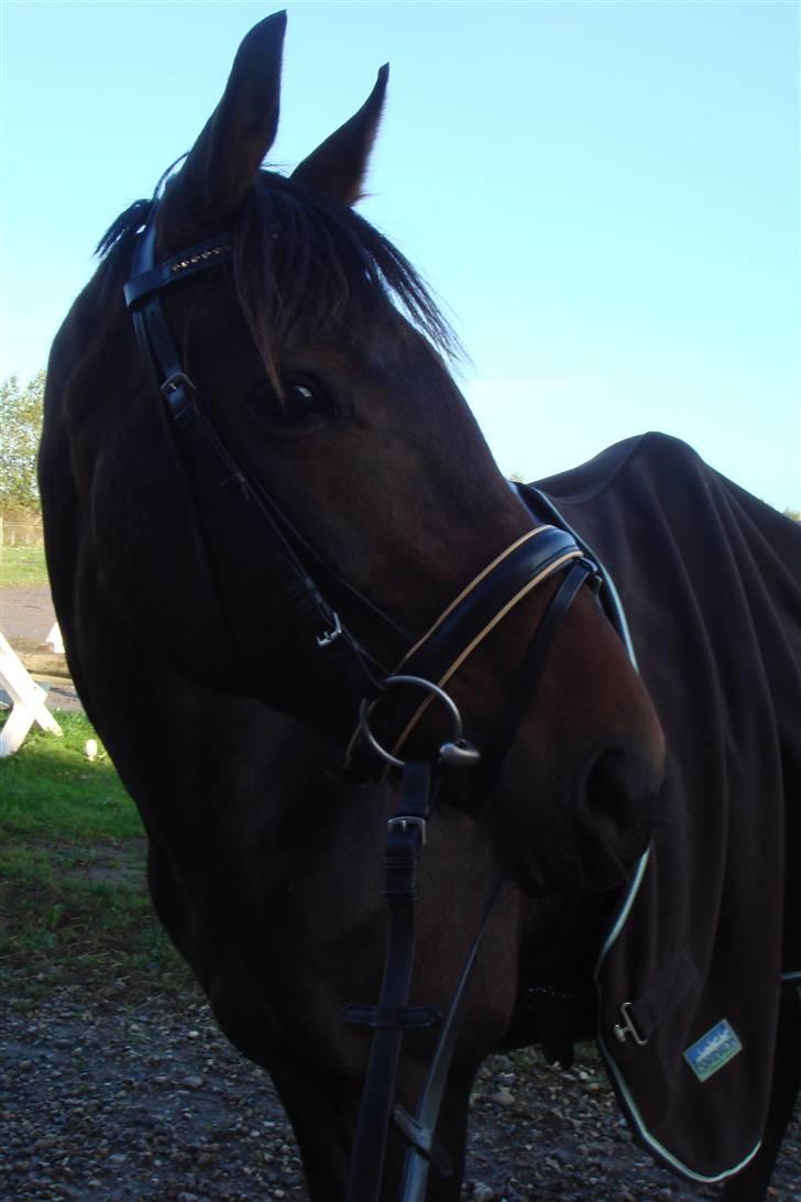 Anden særlig race Khanyze - neeze med sit nye udstyr (: billede 7