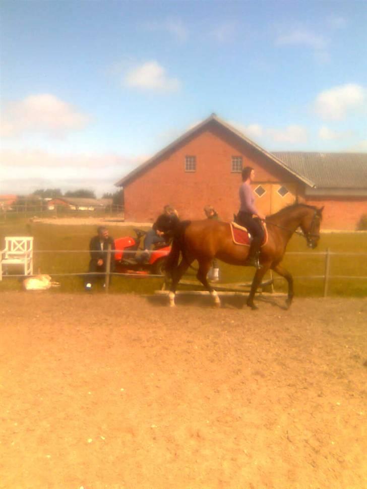 Dansk Varmblod Her Royal Highness    billede 1