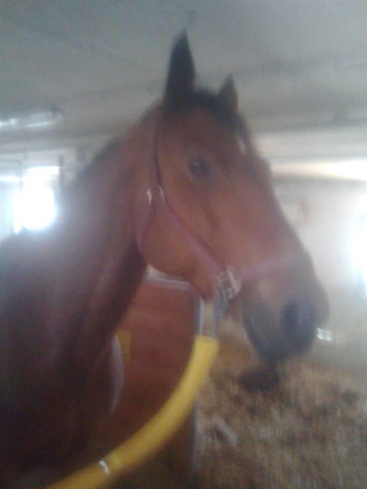 Dansk Varmblod Her Royal Highness    billede 2