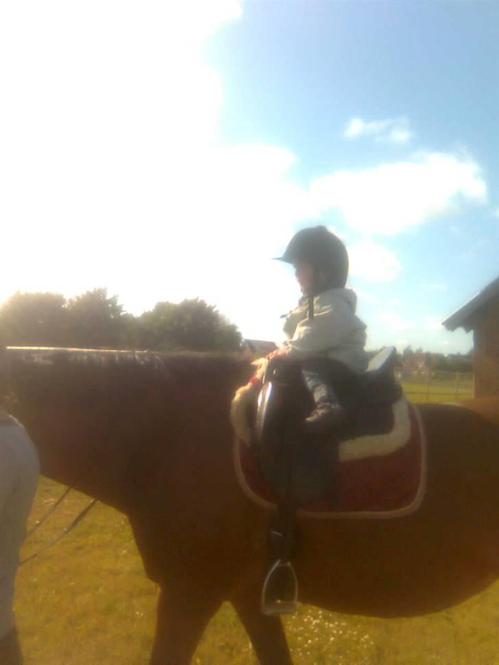 Dansk Varmblod Her Royal Highness    billede 3