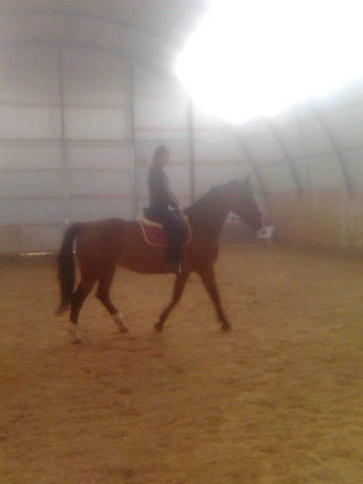 Dansk Varmblod Her Royal Highness    billede 4