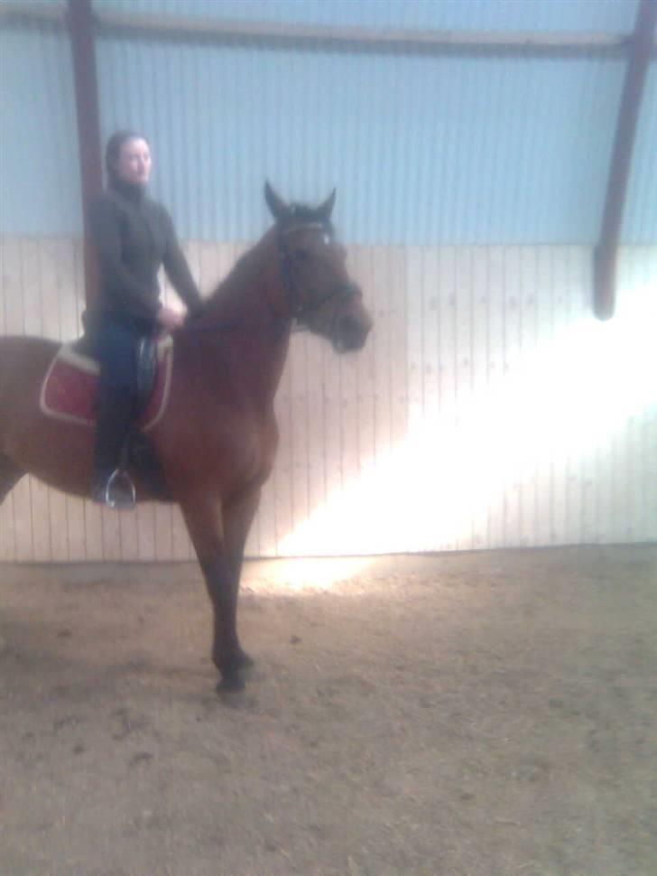 Dansk Varmblod Her Royal Highness    billede 5