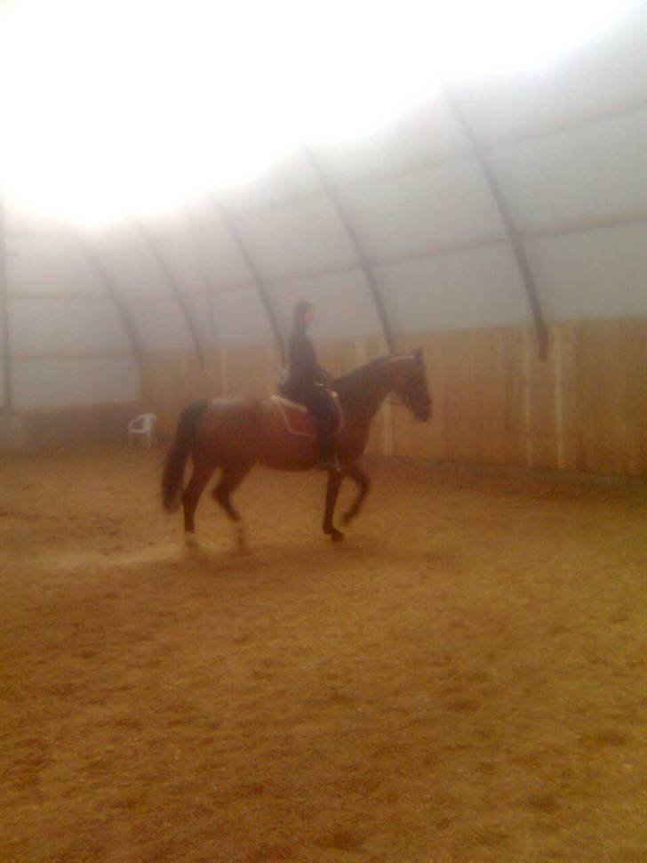 Dansk Varmblod Her Royal Highness    billede 6