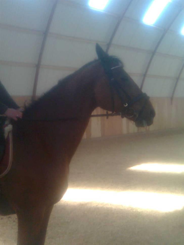 Dansk Varmblod Her Royal Highness    billede 7