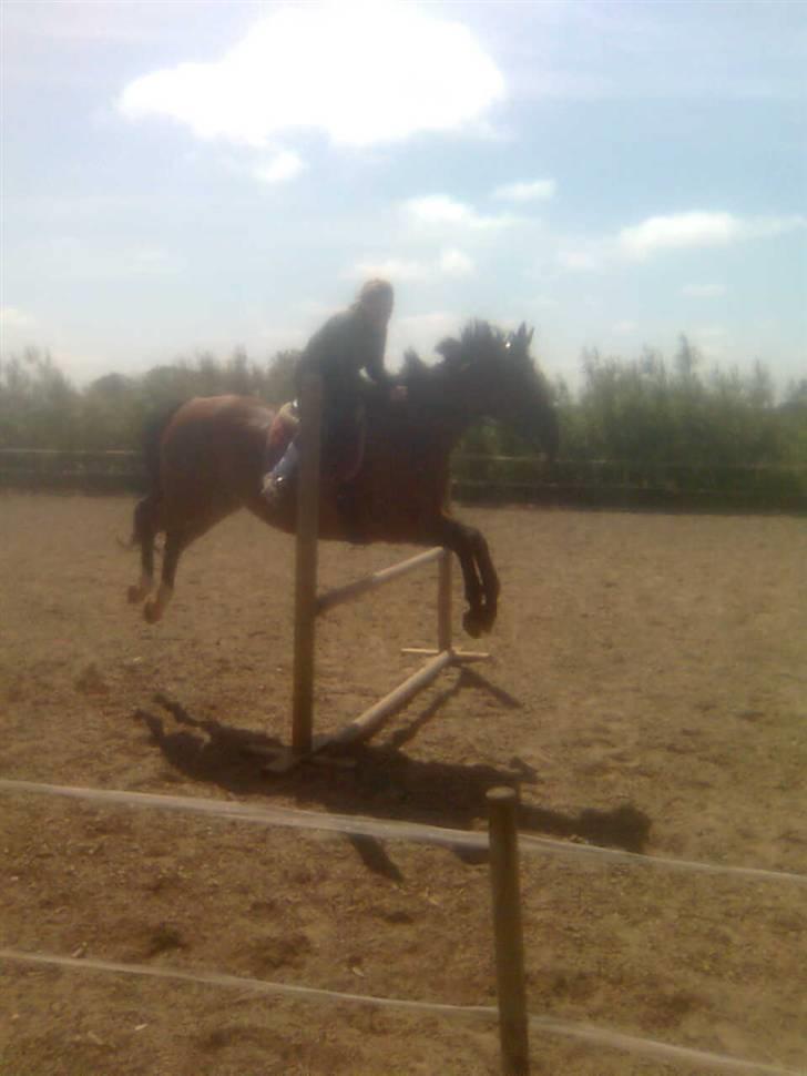 Dansk Varmblod Her Royal Highness    billede 8