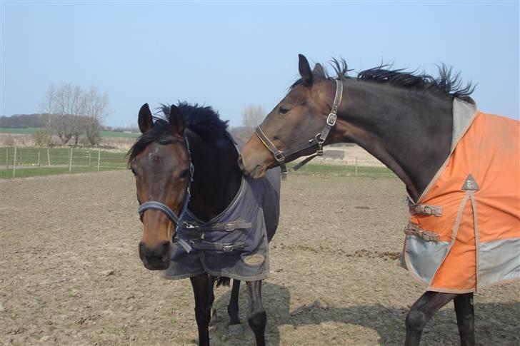 Anden særlig race Khanyze - neeze og mira billede 15