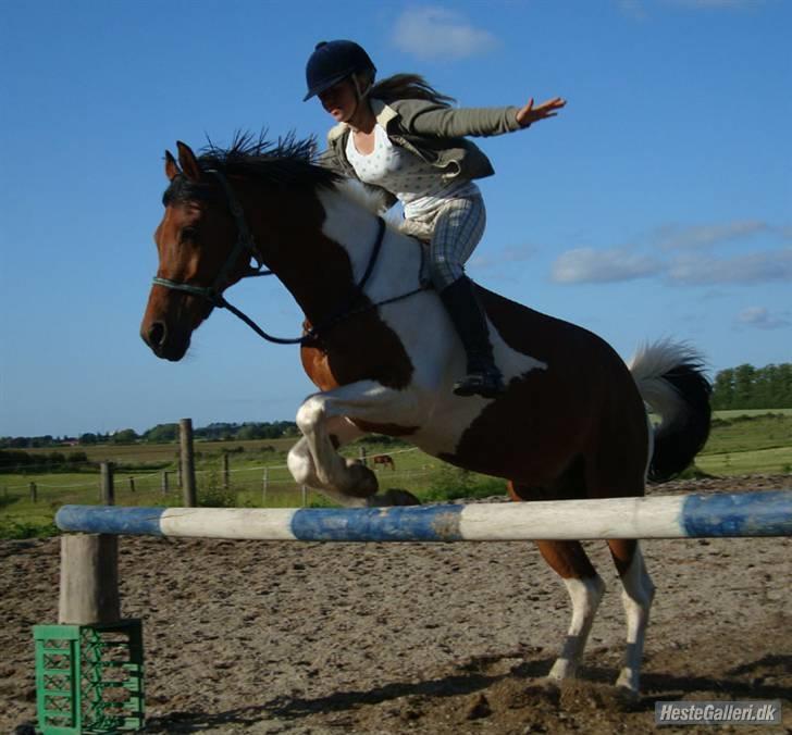 Hollandsk Sportspony Elmelunds Dalton billede 10