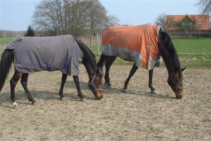 Anden særlig race Khanyze - neeze og mira billede 16