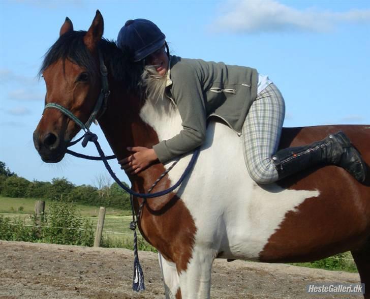 Hollandsk Sportspony Elmelunds Dalton - <3 ;* billede 11