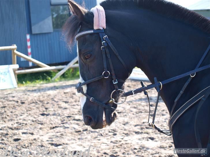 Anden særlig race Miss Nelly *SOLGT* billede 16