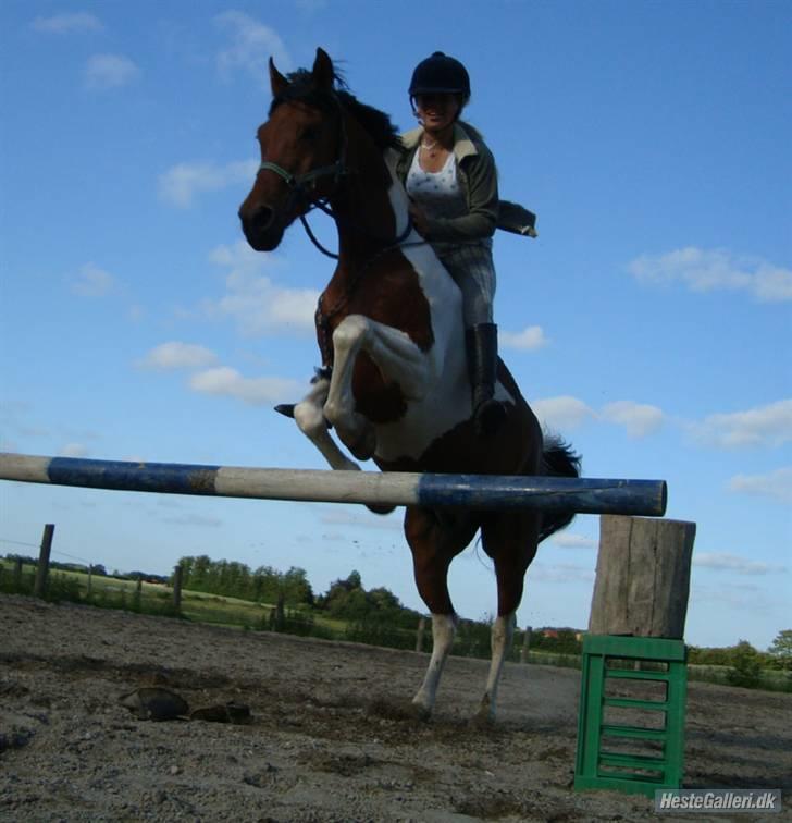 Hollandsk Sportspony Elmelunds Dalton billede 12