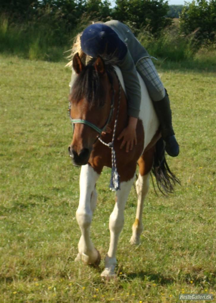 Hollandsk Sportspony Elmelunds Dalton billede 13