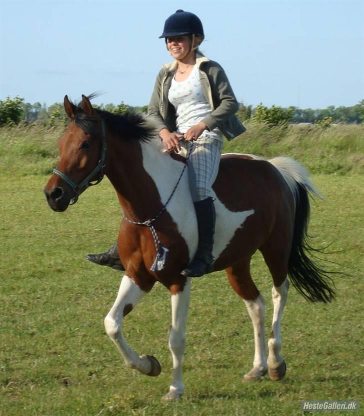 Hollandsk Sportspony Elmelunds Dalton billede 14