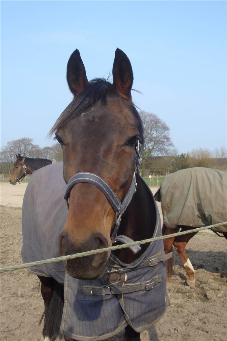 Anden særlig race Khanyze - smukke <´3 billede 17
