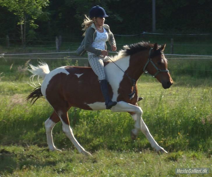 Hollandsk Sportspony Elmelunds Dalton billede 15